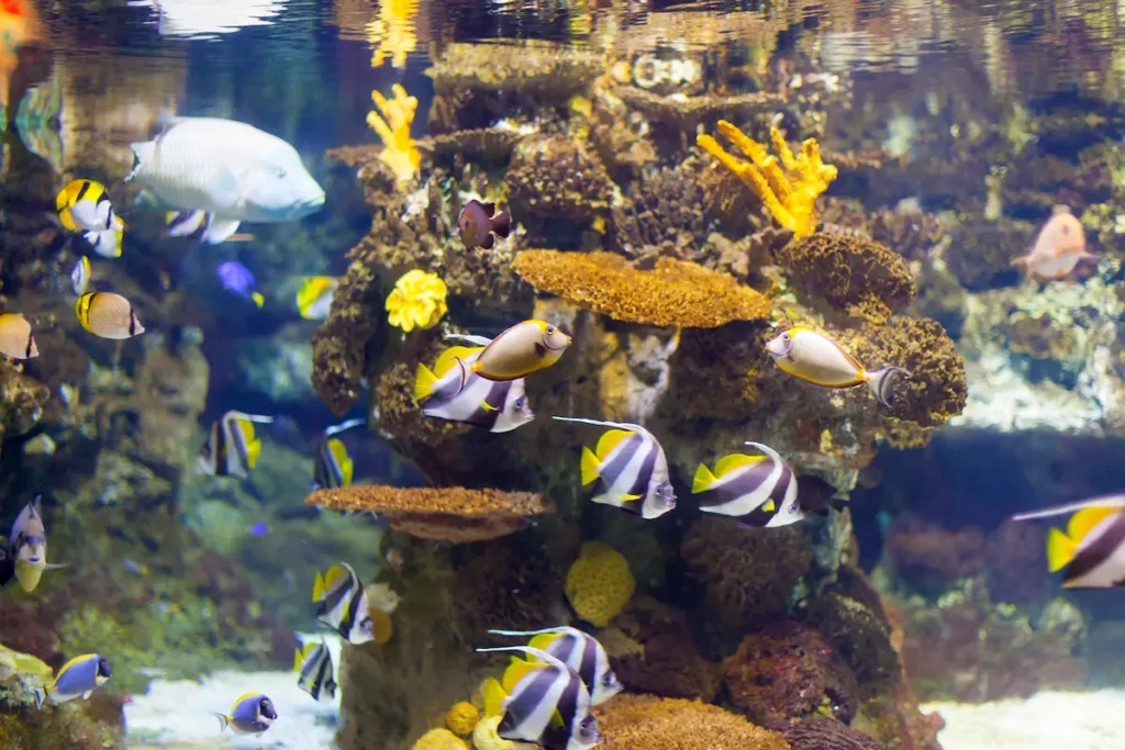 Birch Aquarium