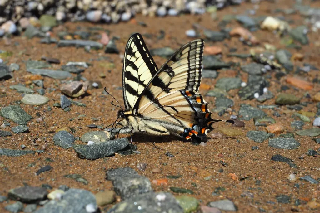 Monarch Butterflies at Pismo Beach