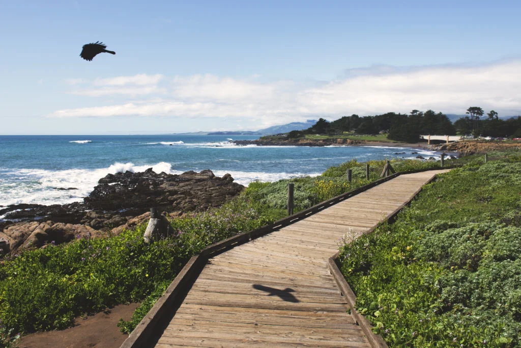 Pismo Beach vine country