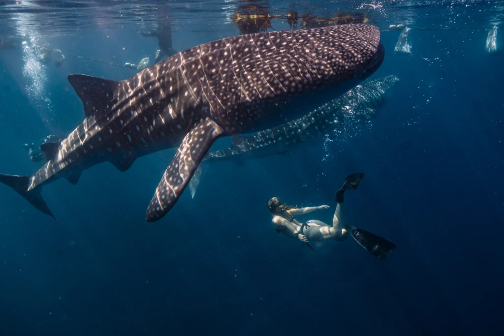 Swimming With Leopard Sharks