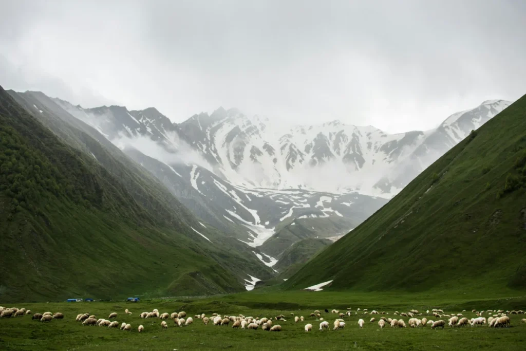 Basho Valley Animals
