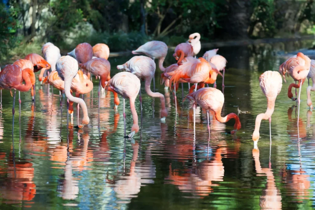 Flamingo Wildlife Habitat