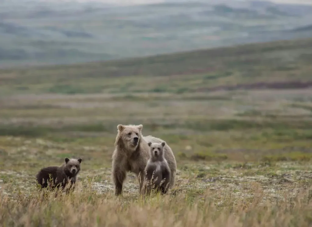 Wildlife Alaska